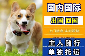 青浦区宠物托运公司青浦区宠物托运公司青浦区宠物托运公司