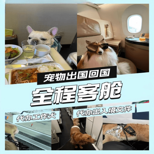 青浦区宠物托运到白俄罗斯宠物入境规定和要求