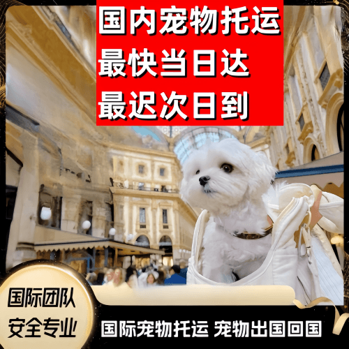 青浦区到澳大利亚（澳洲）宠物入境规定和要求